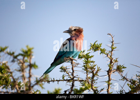 Tansania, Serengeti. Ein Lilac-breasted Roller ein Acacia Taube auf dem Dach sitzen. Stockfoto