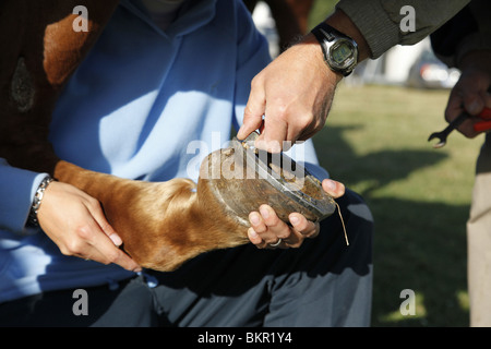 Schraubstollen Anbringen / stud Stockfoto