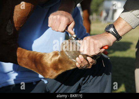 Schraubstollen Anbringen / stud Stockfoto