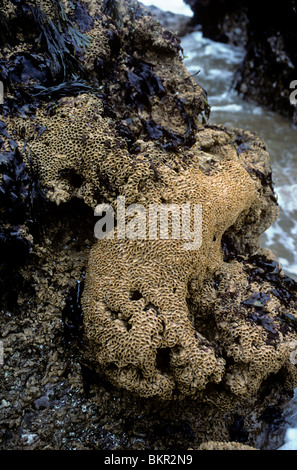 Rohre der Wabe Wurm (Sabellaria Alveolata) auf einem exponierten Ufer UK Stockfoto