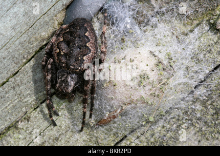 Weibliche Walnut Orb-Weaver Spider Nuctenea Umbratica Bewachung Ei Sac, Taken an Leasowe, The Wirral, Großbritannien Stockfoto