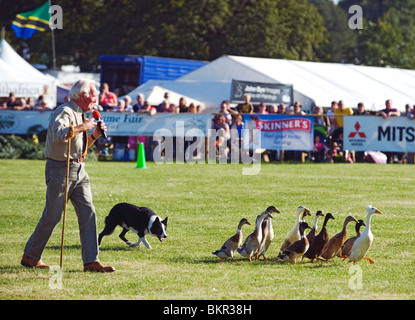 England, Shropshire, Weston Park. Aufrundung Gänse mit einem Schäferhund während einer Demonstration auf der Spiel-Messe Stockfoto