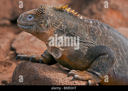 Galapagos-Inseln, ein landen Leguan auf North Seymour Insel. Stockfoto