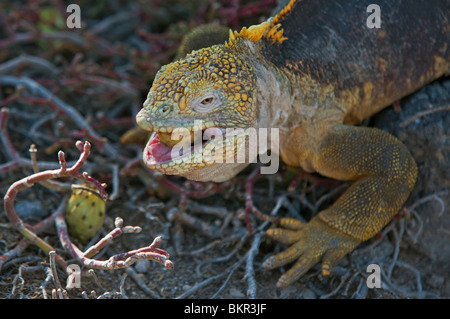 Galapagos-Inseln, ernährt sich ein Land Iguana auf Insel South Plaza von Kaktusfeigen, Hervorhebung der Zähigkeit des Maul. Stockfoto
