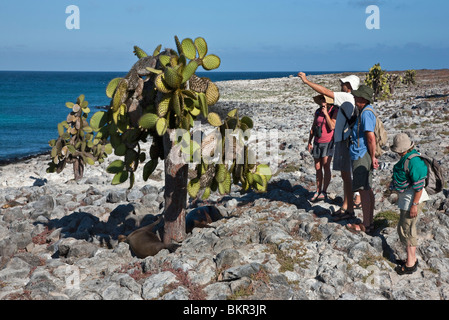 Galapagos-Inseln, South Plaza Island, Galapagos-Seelöwen unter einem riesigen Kaktus Baum ausruhen. Stockfoto