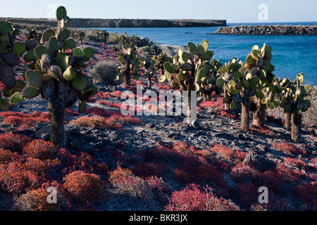 Galapagos-Inseln, riesige Kakteen Bäume und rote Sesuvium wachsen auf der sonst kargen Insel South Plaza. Stockfoto