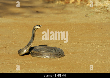 snouted, Cobra, Süd Afrika Stockfoto