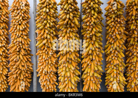 Mais zum Trocknen in bündeln in der Scheune des Landwirts in Sichuan in China gehängt; die getrockneten Mais wird an Nutztiere eingespeist. Stockfoto