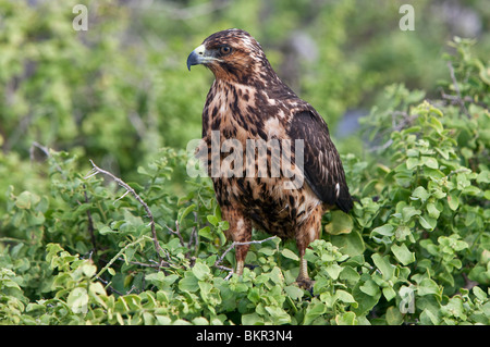 Galapagos-Inseln, eine juvenile Galapagos Habicht am Punta Suarez. Stockfoto