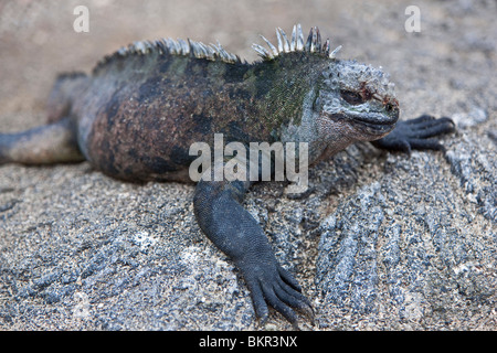 Galapagos-Inseln, A Marine Iguana Erwärmung sich auf Lavagestein auf Fernandina Insel Stockfoto