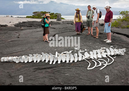 Galapagos-Inseln, Besucher betrachten ein Walskelett auf Fernandina Insel. Stockfoto