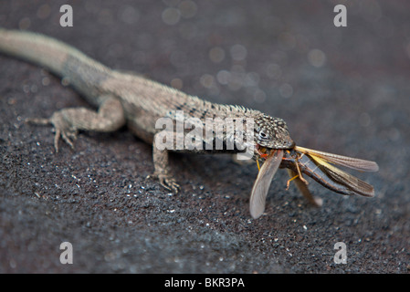 Galapagos-Inseln, eine Lava-Eidechse mit einem gemalten Heuschrecken im Maul. Fernandina Insel. Stockfoto