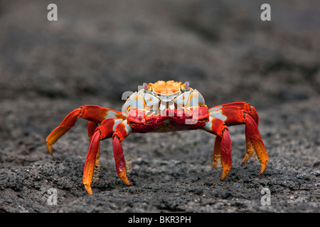 Galapagos-Inseln, die hellen Sally lightfoot Krabben oder rote Lava Krabbe - Insel Fernandina. Stockfoto