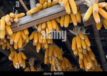 Mais zum Trocknen in bündeln in der Scheune des Landwirts in Sichuan in China gehängt; die getrockneten Mais wird an Nutztiere eingespeist. Stockfoto