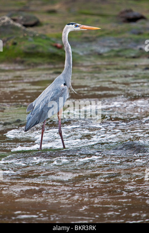 Galapagos-Inseln, watet ein Great Blue Heron im seichten Wasser von Bartolome Insel. Stockfoto