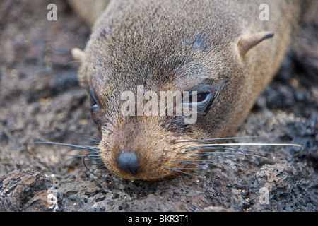 Galapagos-Inseln, A Galapagos Seebär ruht auf Lavafelsen auf der Insel Santiago. Stockfoto