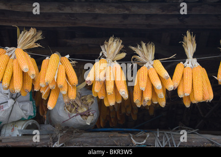 Mais zum Trocknen in bündeln in der Scheune des Landwirts in Sichuan in China gehängt; die getrockneten Mais wird an Nutztiere eingespeist. Stockfoto