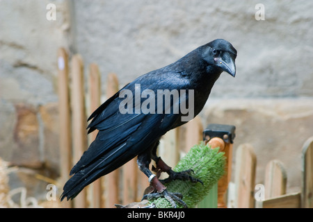 AAS-Krähe (Corvus Corone) ausgebildet. Mittelalterfest. Stockfoto