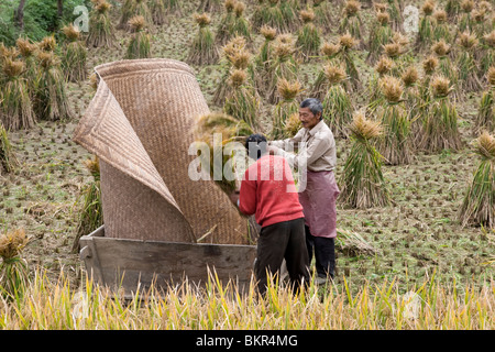 Zwei Bauern Dreschen Reis aus einem Reisfeld geernteten in Sichuan in China. Stockfoto