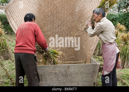 Zwei Bauern Dreschen Reis aus einem Reisfeld geernteten in Sichuan in China. Stockfoto