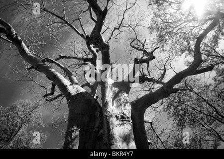 Malawi, obere Shire-Tal, Liwonde Nationalpark. Die ausladenden Zweige einen riesigen Baobab-Baum Stockfoto