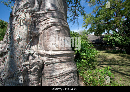 Malawi, obere Shire-Tal, Liwonde Nationalpark.  Knorrige Baobab bewachen den Eingang zum Mvuu Camp. Stockfoto