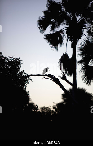 Malawi, obere Shire-Tal, Liwonde Nationalpark. Thront auf einem Baum ein Sacred Ibis durch den Morgenhimmel beschrieben ist. Stockfoto