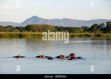 Malawi, obere Shire-Tal, Liwonde Nationalpark.  Eine Familie Schule der Flusspferde im friedlichen Shire-Fluss. Stockfoto