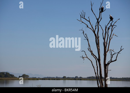 Malawi, obere Shire-Tal, Liwonde Nationalpark. Afrikanische Fischadler Barsch in einem Toten Zweig mit Blick auf den Shire-Fluss. Stockfoto