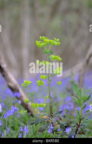 Holz-Wolfsmilch (Euphorbia Amygdaloides) Stockfoto