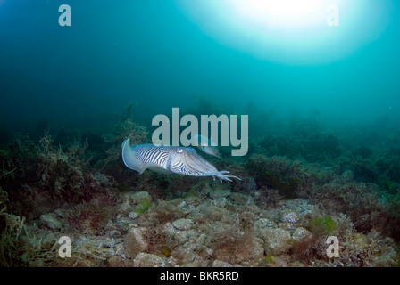 A bezahlt der gemeinsamen oder europäischen Tintenfisch, Sepia Officinalis, langsam über eine überdachte Geröllfeld Sargassum, Babbacombe Kreuzfahrt Stockfoto