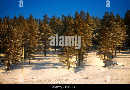 Russland, Sibirien, Transsibirische Eisenbahn; Verschneite Szene aus einem fahrenden Zug auf der Transsibirischen Eisenbahn. Stockfoto