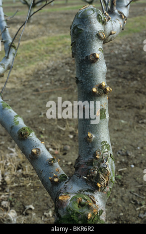 Alten Apfelbaum mit gestutzten Ableger im Spätwinter Stockfoto