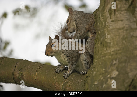 Graue Eichhörnchen Sciurus Carolinensis Pflege Stockfoto