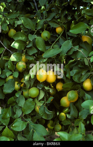 Reife Zitrone Früchte auf dem Baum in der Nähe von Valencia, Spanien, November Stockfoto