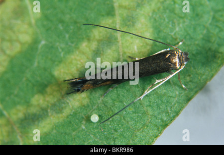 Apfelblättriger (Lyonetia clerkella) Rückenansicht der kleinen Motte und eines Eies Stockfoto