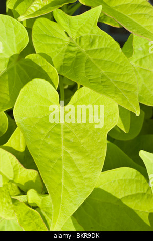 Hellgrüne Blätter der Süßkartoffel Rebe Var Margarita, Convolvulaceae, Ipomoea batatas Stockfoto