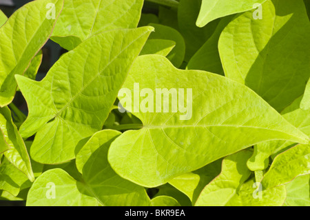 Hellgrüne Blätter der Süßkartoffel Rebe Var Margarita, Convolvulaceae, Ipomoea batatas Stockfoto