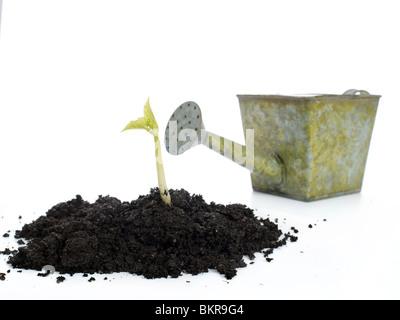 Boden-Schimmel mit wachsender Bean Sprout und Gießkanne im Hintergrund - Schuss isoliert auf weiss Stockfoto