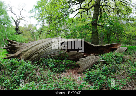 Sherwood Forest natürliche Natur Reserve Nottinghamshire England. Stockfoto