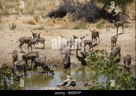 Kudu auf Hobatere Wasserloch, Namibia. Stockfoto