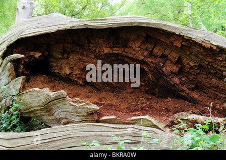 Sherwood Forest natürliche Natur Reserve Nottinghamshire England. Stockfoto