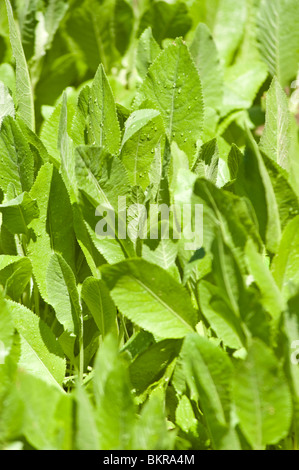 Costmary, Alecost, Balsam Kraut, Bibel Blatt Minze Geranie., Tanacetum Balsamita Var Tanacetoides, Asteraceae, Wrotycz Stockfoto