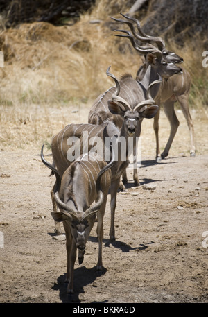 Kudu auf Hobatere Wasserloch, Namibia. Stockfoto