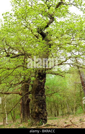 Sherwood Forest natürliche Natur Reserve Nottinghamshire England. Stockfoto