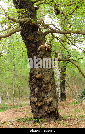 Sherwood Forest natürliche Natur Reserve Nottinghamshire England. Stockfoto