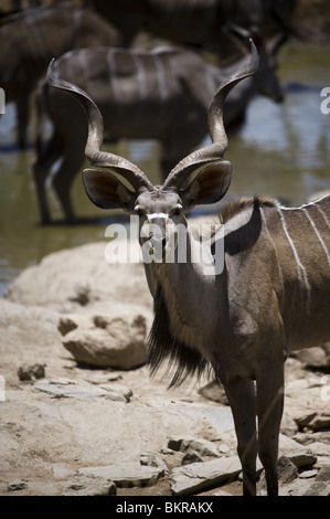 Kudu auf Hobatere Wasserloch, Namibia. Stockfoto