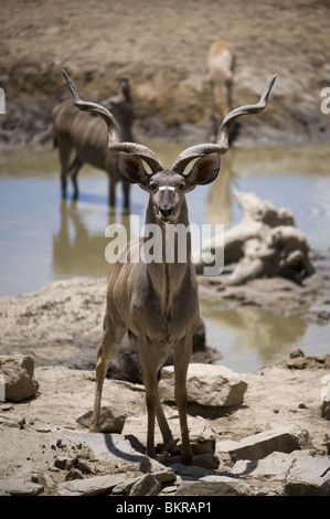 Kudu auf Hobatere Wasserloch, Namibia. Stockfoto