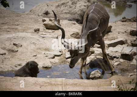 Kudu und Pavian in der Nähe von Wasserloch, Namibia. Stockfoto