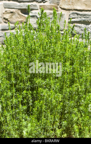 Gelbes Labkraut, Lady's Labkraut, Galium Verum, Rubiaceae, Europa, Asien, Frigg Rasen Stockfoto